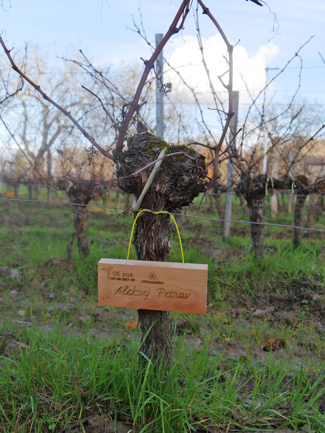 Виноградник на урожай